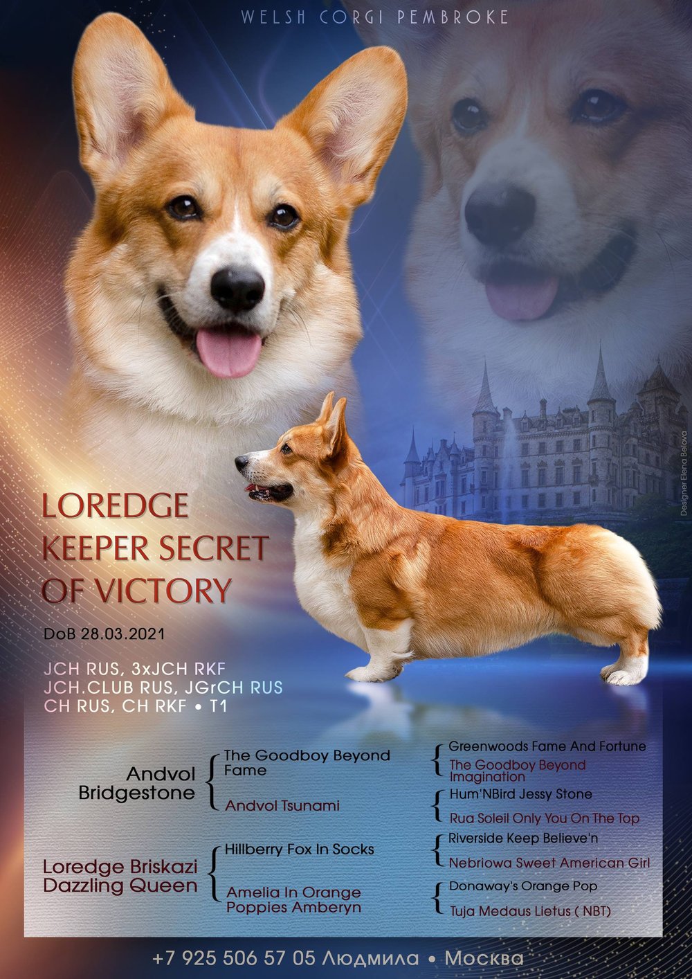 Loredge Keeper Secret of Victory — отец щенков вельш-корги пемброк, чемпион России и РКФ, с родословной